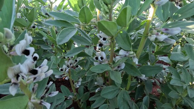 Flowering faba bean plant with white flowers and black spot growing in field, showing broad leaves and upright stem, highlighting legume crop production, nitrogen fixation, and sustainable agriculture