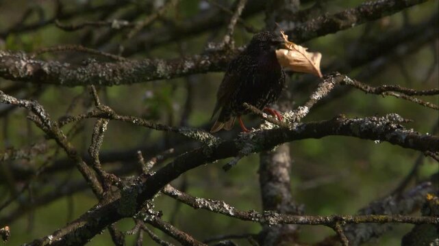 Male Starling in Breeding Plumage with Nesting Material