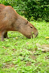 Retrato de uma capivara macho adulta exibindo a gl&acirc;ndula frontal, descansando e se alimentando em um campo verdejante. Animal t&iacute;pico da fauna sul-americana