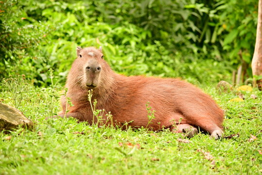 Retrato de uma capivara macho adulta exibindo a gl&acirc;ndula frontal, descansando e se alimentando em um campo verdejante. Animal t&iacute;pico da fauna sul-americana