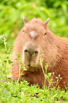 Retrato de uma capivara macho adulta exibindo a gl&acirc;ndula frontal, descansando e se alimentando em um campo verdejante. Animal t&iacute;pico da fauna sul-americana
