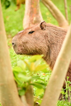 Retrato de uma capivara macho adulta exibindo a gl&acirc;ndula frontal, descansando e se alimentando em um campo verdejante. Animal t&iacute;pico da fauna sul-americana