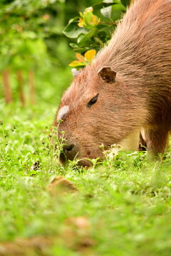 Retrato de uma capivara macho adulta exibindo a gl&acirc;ndula frontal, descansando e se alimentando em um campo verdejante. Animal t&iacute;pico da fauna sul-americana