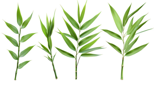Four bamboo leaves on transparent background for design use
