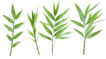 Four bamboo leaves on transparent background for design use