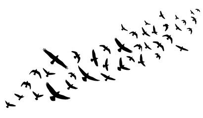Obraz premium Scattered Flock Of Flying Birds Silhouette Vector Wildlife Clipart On White