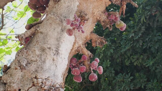 Sycomore fig tree with edible fruits on the bark.