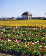 tulips in holland