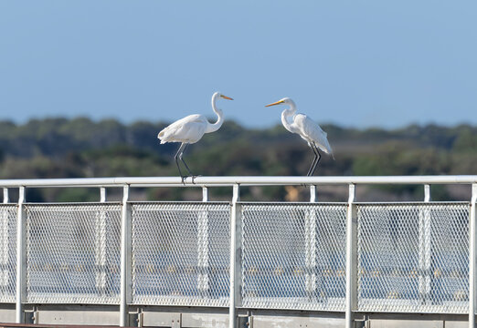 Great Egrets on railings on the  Goolwa Barrage across Lower Murray River, South Australia, Australia