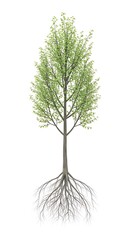 Tree with Roots - A Symbol of Growth and Connection.