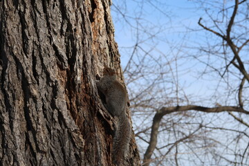 Obraz premium Squirrel in a tree