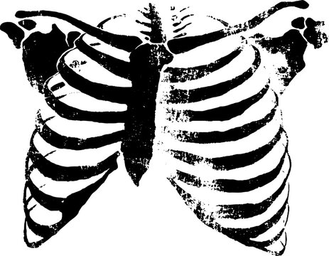 Minimalist rib cage ink illustration in high contrast black and white