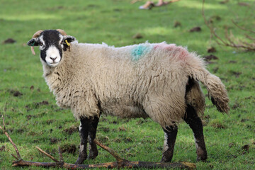 Obraz premium Blackface sheep in a field