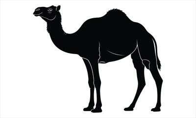 Fototapeta premium Black silhouette of a camel standing isolated on white background in profile view