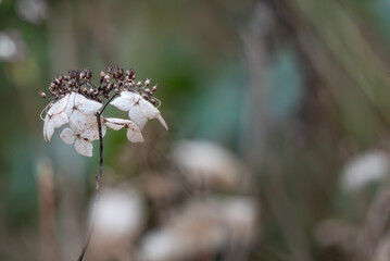 冬のアジサイ　枯れる美しさ