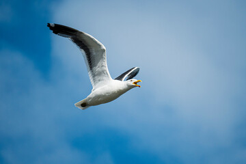 Fototapeta premium seagull in flight