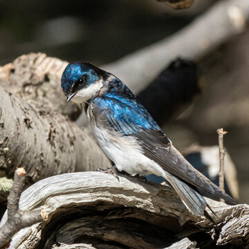 tree swallow on a branch