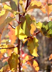 Fototapeta premium A close view of the autumn leaves.