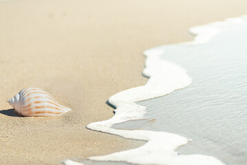 貝殻とさざ波