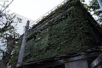 日本の古い外壁に蔦の絡まった家/二階建て/一軒家/老朽化した家/鬱蒼とした家