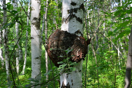Chaga Mushroom Growth on a Birch Tree Trunk in a Forest close up