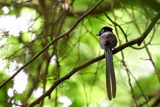 Japanese Paradise Flycatcher perched on a branch in a lush green forest, Japan.