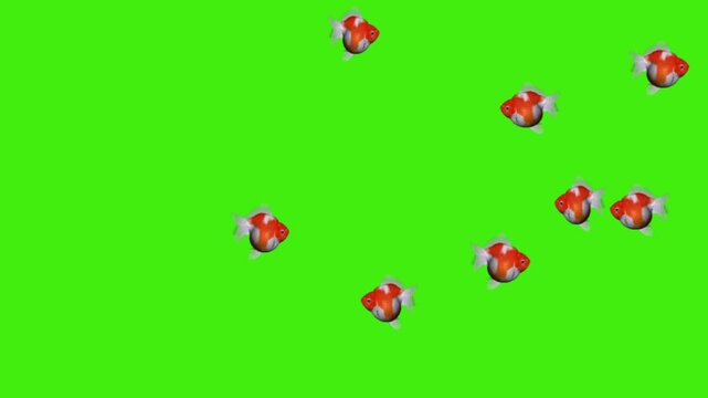 Red Oranda Goldfish Swimming on Green Screen background