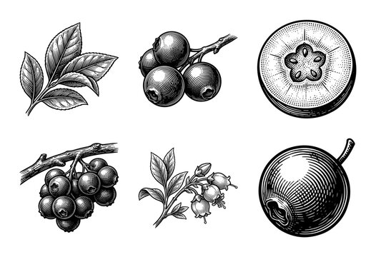 Vintage engraving style blueberry botanical collection featuring whole berries, sliced fruit, blooming flowers, and leafy branches on a plain white background.
