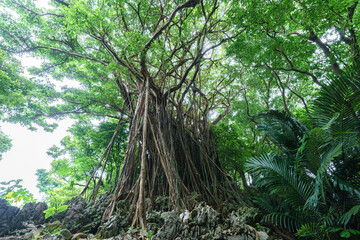 Fototapeta premium Banyan tree roots in Okinawa jungle, Japan