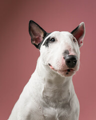 Bull Terrier Calm Front Portrait Studio Shot: White Bull Terrier looking directly at viewer.