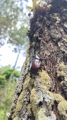 Two rhinoceros beetles or horn beetles on a mossy tree trunk in the wild forest