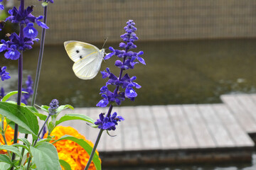 ブルーサルビアの花に止まって蜜を吸うモンシロチョウ