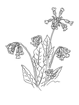 Schl&uuml;sselblume Zeichnung