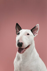 Smiling Bull Terrier Studio Portrait on Pink Background