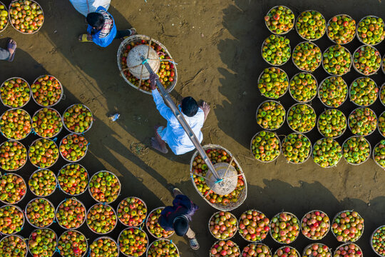 Sylhet, Bangladesh - 07 February 2026: Aerial view of vibrant tomatoes in circular baskets, creating a mesmerizing pattern of red and green hues, as workers move between them.