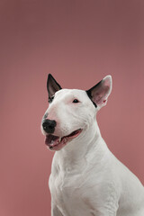 Bull Terrier Happy Expression Studio Portrait, White Bull Terrier with open mouth in bright studio lighting.