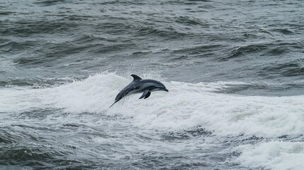 Obraz premium A pair of dolphins leaping together above the waves in the ocean.