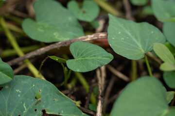 Fototapeta premium Close up of green heart shaped leaves growing among dry stems