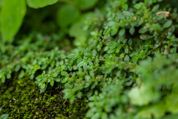 Fototapeta premium Close up of tiny green plants growing over green moss