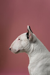 Fototapeta premium Bull Terrier Side Portrait Facing Right Studio Shot, Elegant studio portrait showing Bull Terrier profile.
