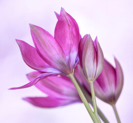 Piękne Tulipany botaniczne wyizolowane z tła, tapeta.