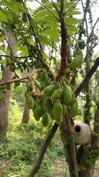 Fresh Averrhoa bilimbi fruits growing on tree branch in tropical garden	