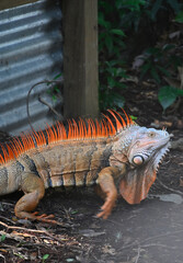 Fototapeta premium Iguana