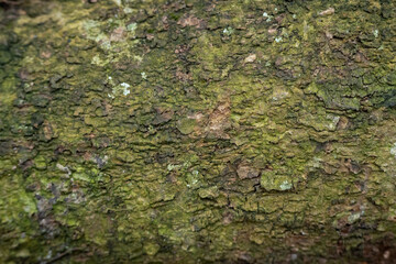 Close up of tree bark heavily covered in green moss