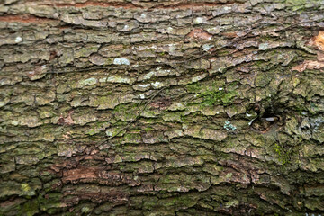 Close up of rough cracked tree bark covered with green moss © AnrizStock