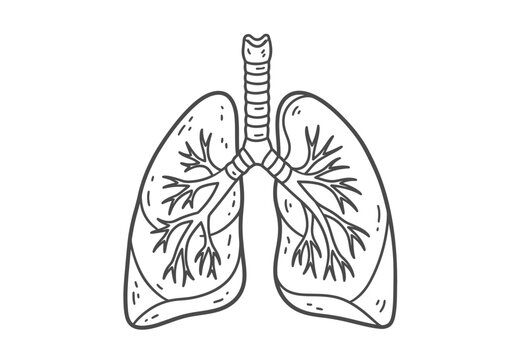 Black and white outline drawing of human lungs and trachea