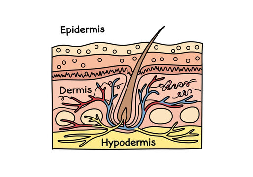 Diagram labeling the three main layers of human skin Epidermis Dermis and Hypodermis