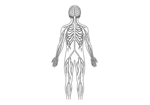 Outline diagram of the human nervous system viewed from the back