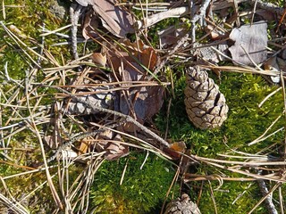 Pine cone on green mossy forest floor, vector illustration of coniferous needles and dry leaves in woodland. © KR Studio