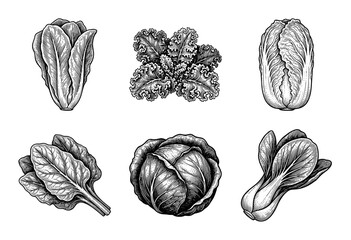 Fototapeta premium Set of hand drawn leafy green vegetable illustrations featuring cabbage kale bok choy and romaine lettuce in a vintage woodcut engraving style